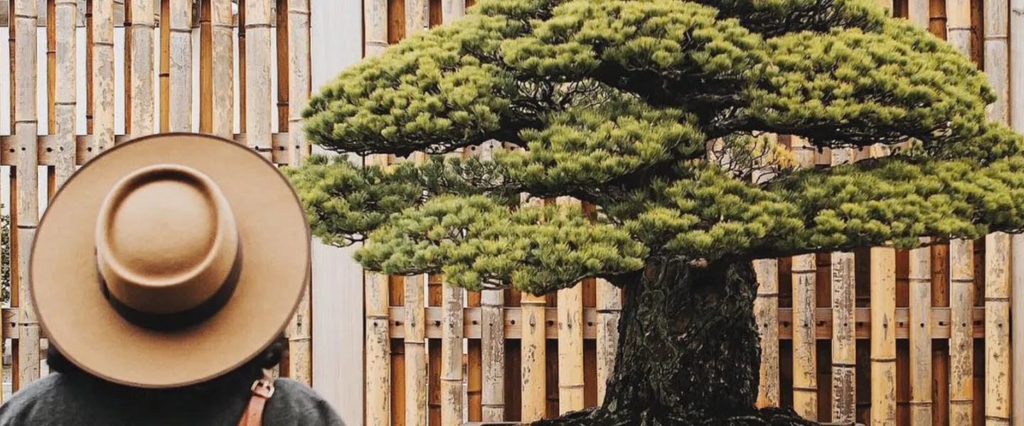 Lady looking at the Bonsai plant