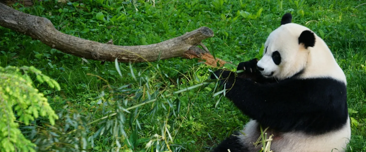 A giant panda sits in lush green grass, munching on bamboo at the Smithsonian National Zoo.